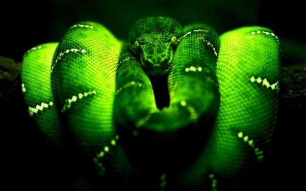 Green Snake Classic Arcade Online Game